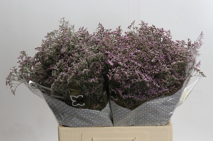 <h4>Limonium ov Safora Oshi Pink</h4>