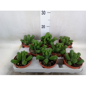 Euphorbia   ...