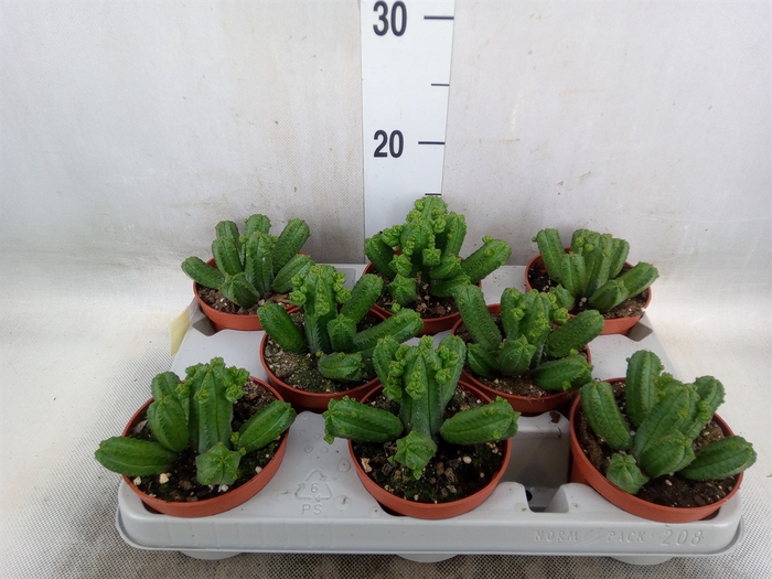 <h4>Euphorbia   ...</h4>
