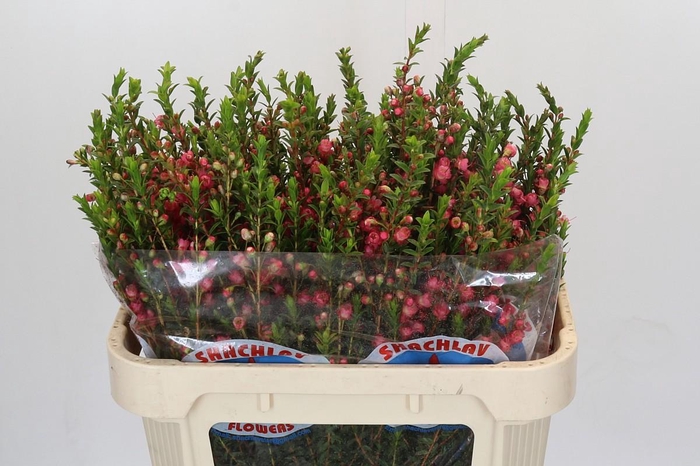 <h4>Chamecordia Rey</h4>