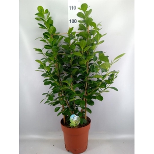 Ficus microcarpa 'Moclame'