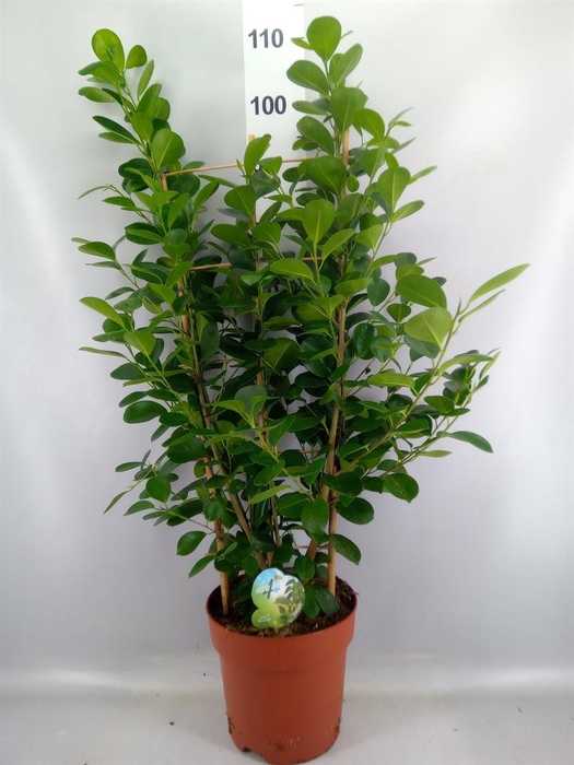 <h4>Ficus microcarpa 'Moclame'</h4>
