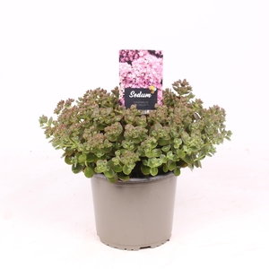Sedum SunSparkler 'Lime Zinger'