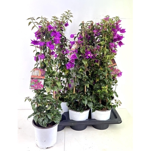 BOUGAINV SANDERIANA