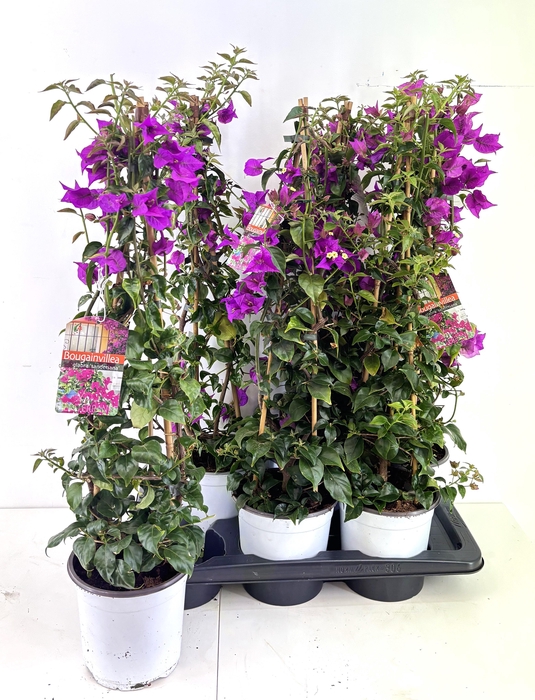 <h4>BOUGAINV SANDERIANA</h4>