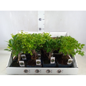 Bonsai   ...mix