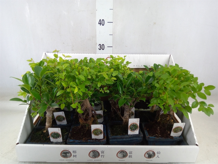 <h4>Bonsai   ...mix</h4>