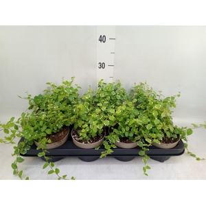 Ficus pumila 'White Sunny'