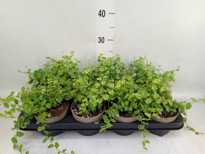 <h4>Ficus pumila 'White Sunny'</h4>