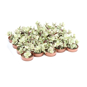 Succulents   ...