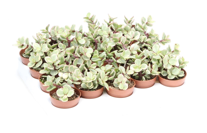 <h4>Succulents   ...</h4>
