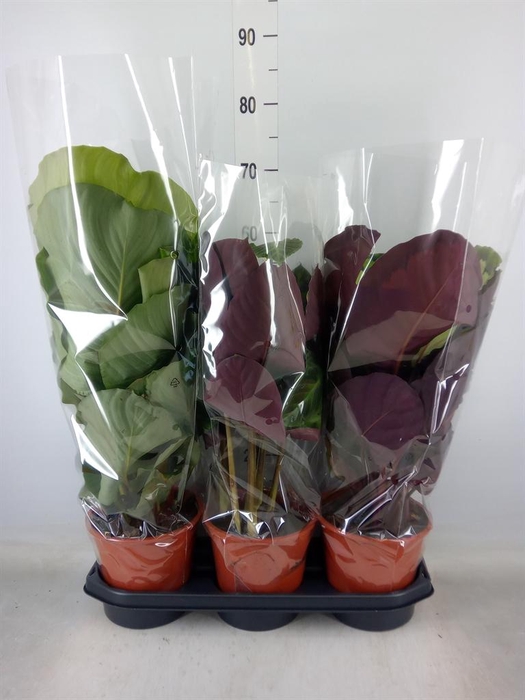 <h4>Calathea ...mix</h4>