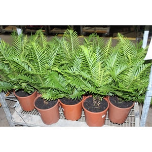 BLECHNUM GIBBUM SILVER LADY P23