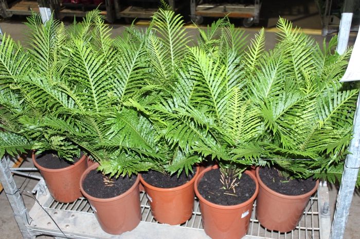 <h4>BLECHNUM GIBBUM SILVER LADY P23</h4>