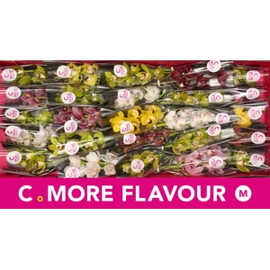 Mini cymbidium 'Mix 30' cm