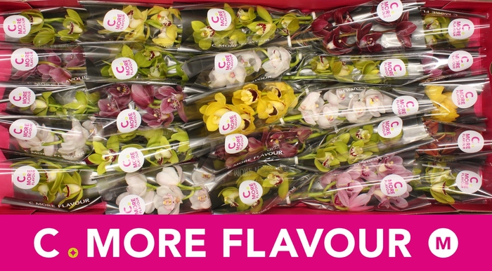 <h4>Mini cymbidium 'Mix 30' cm</h4>