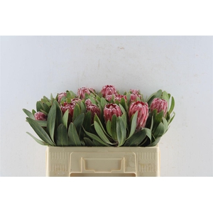 Protea Lancelot