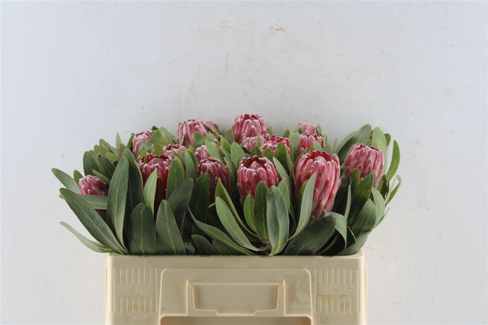 <h4>Protea Lancelot</h4>