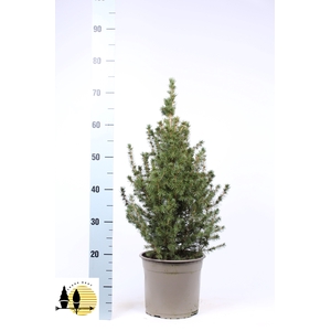 PICEA GL CONICA