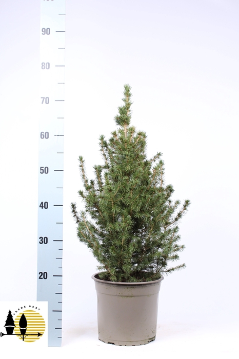 <h4>PICEA GL CONICA</h4>