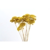 Dried Achillea Parker Natural 10pcs Bunch