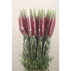 Antirrhinum Fr. Red Ex