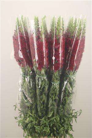 <h4>Antirrhinum Fr. Red Ex</h4>