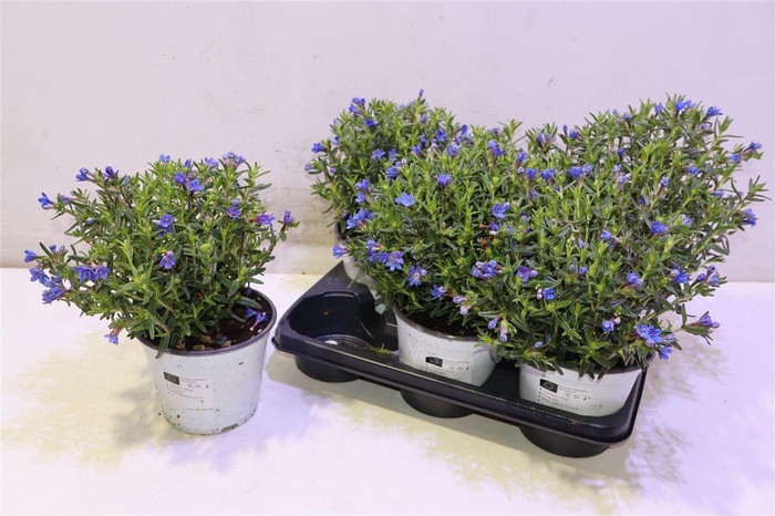 <h4>arr8 Glando Diffusa</h4>