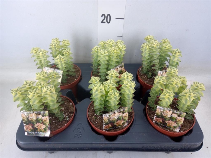 <h4>Crassula perforata</h4>
