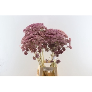 Ferule Light Pink 80cm P Stem