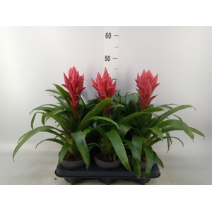 xGuzvriesea  'Patricia'