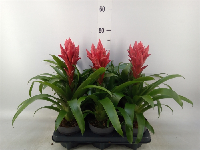 <h4>xGuzvriesea  'Patricia'</h4>