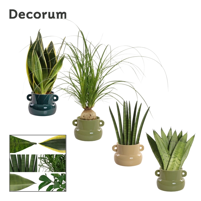 Groenmix 9 cm in Lucy (Top blend-collection)