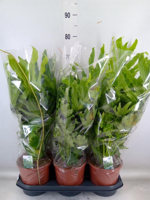 <h4>Philodendron   ...</h4>