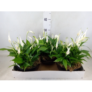Spathiphyllum  'Pearl Cupido'