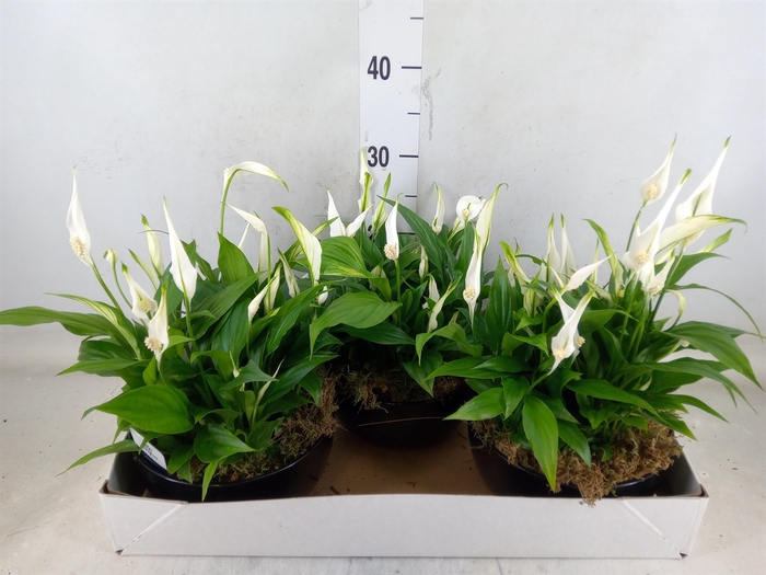 <h4>Spathiphyllum  'Pearl Cupido'</h4>