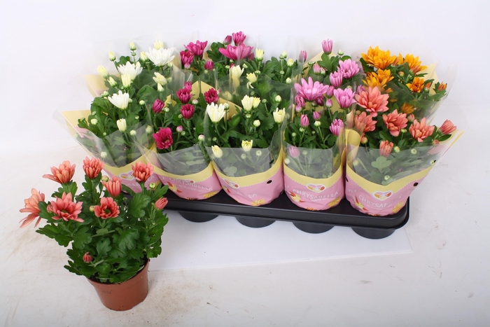 <h4>CHRYS GEM 5 KL</h4>