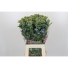 Oxypetalum Tweedia Blue