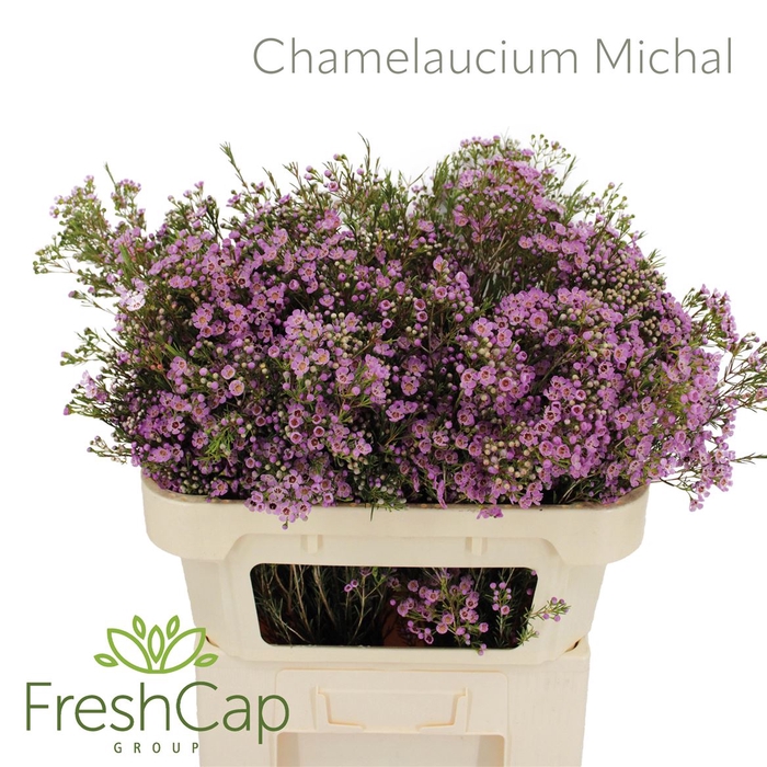 <h4>Chamelaucium Michal</h4>