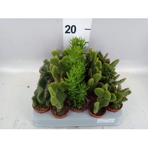 Opuntia