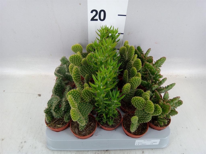 <h4>Opuntia</h4>
