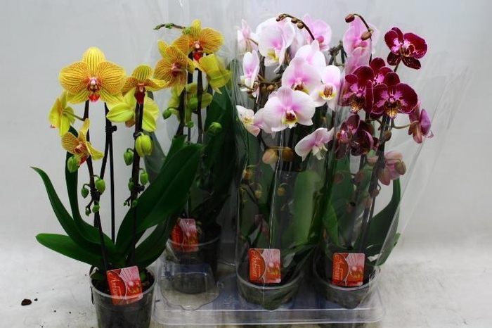 <h4>PHAL EL CASCADE</h4>