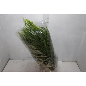 SAMAMBAIA AMERICANA C25