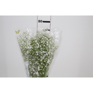 GYPSOPHILA DYNAMIC LOVE 070 CM MIN 250 GRAMAS