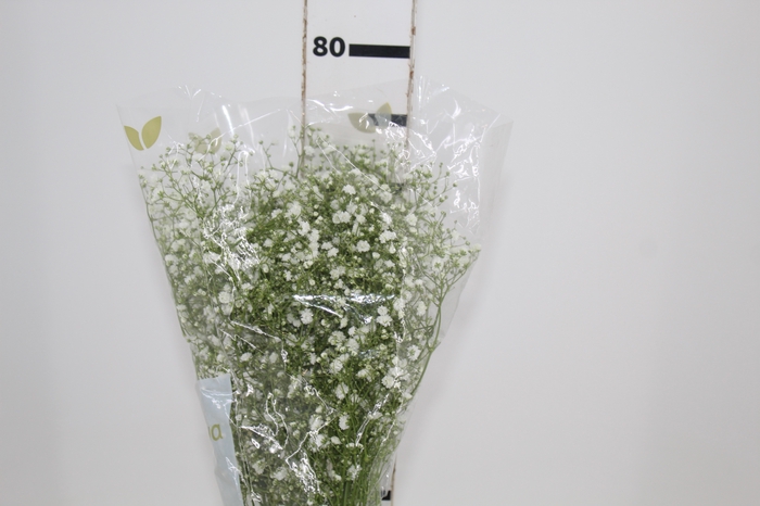 <h4>GYPSOPHILA DYNAMIC LOVE 070 CM MIN 250 GRAMAS</h4>