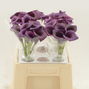 Calla Durban