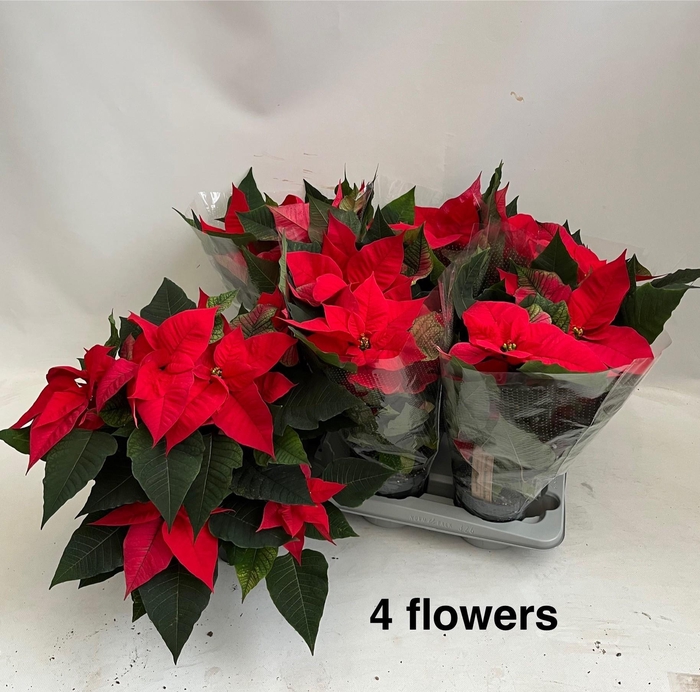 <h4>EUPHOR PULCHERRIM OV</h4>