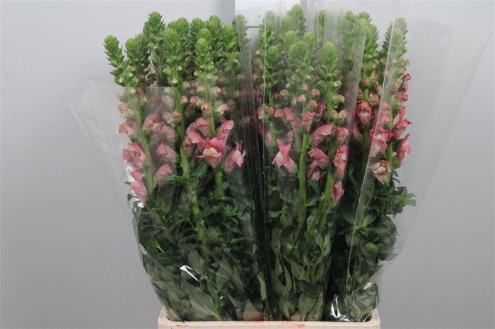 <h4>Antir It. Cherry Rose</h4>