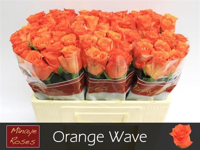 <h4>R GR ORANGE WAVE</h4>