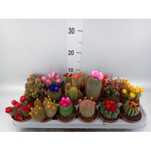 Cactus   ...decorated